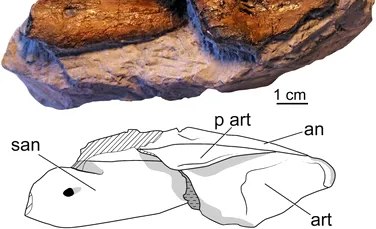 Un prădător din Jurasic recent descoperit are un strămoș încă necunoscut