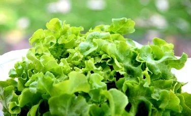 Metoda simplă care te scapă de contaminarea cu E. coli din salata verde