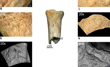 Premieră în România: Au fost descoperite primele dovezi ale utilizării uneltelor din os de către neandertalieni