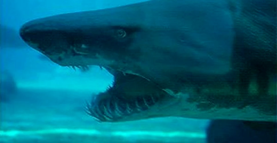 Ce pateste un rechin cu gura mare? (FOTO)