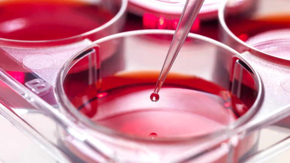 „Mini-creieri” implantați în șoareci au reacționat, în premieră, la lumină