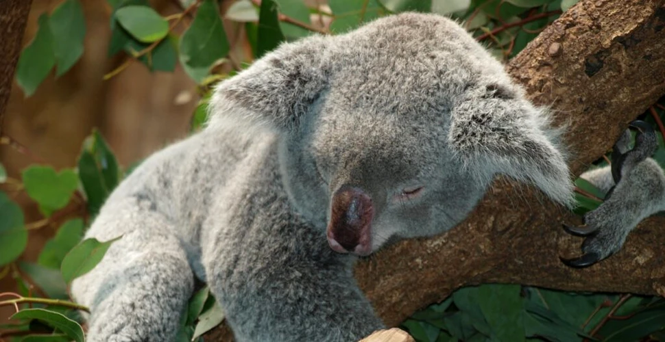 Cum vrea Australia să protejeze peste 100 de plante și animale în pericol de dispariție?