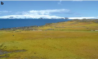 Imagini din satelit arată că Antarctica este mai verde astăzi decât în urmă cu 35 de ani