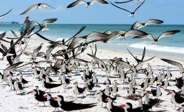 Aproape toate păsările marine vor ingurgita plastic până în 2050