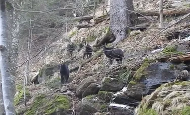 Imagini cu un grup de capre negre în alertă, în Munţii Ţarcu