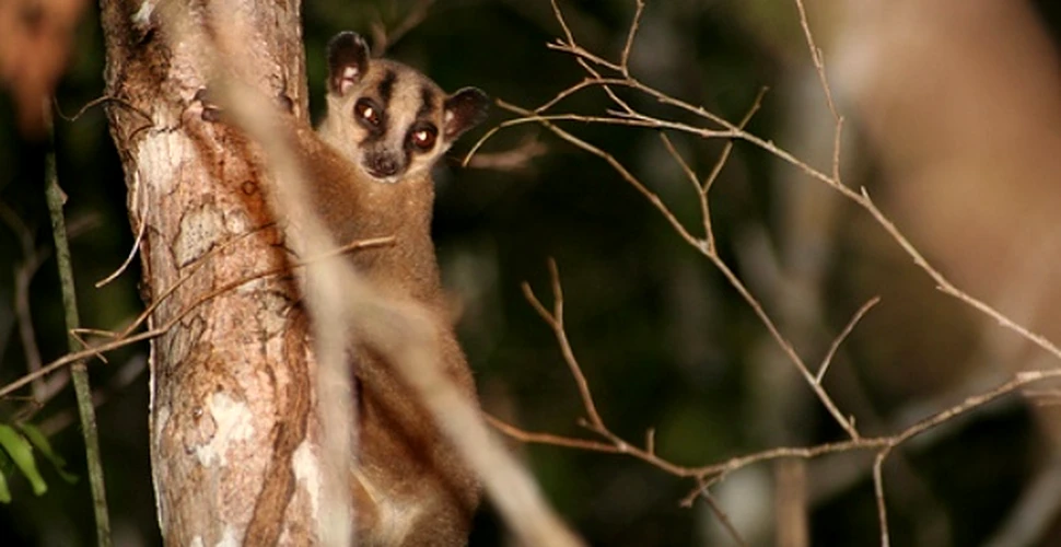 A fost descoperita o noua specie de lemurian