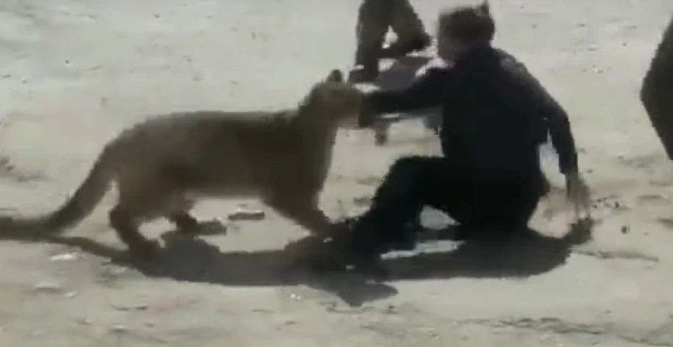 O pumă a atacat o femeie, ajutor de şerif, în SUA