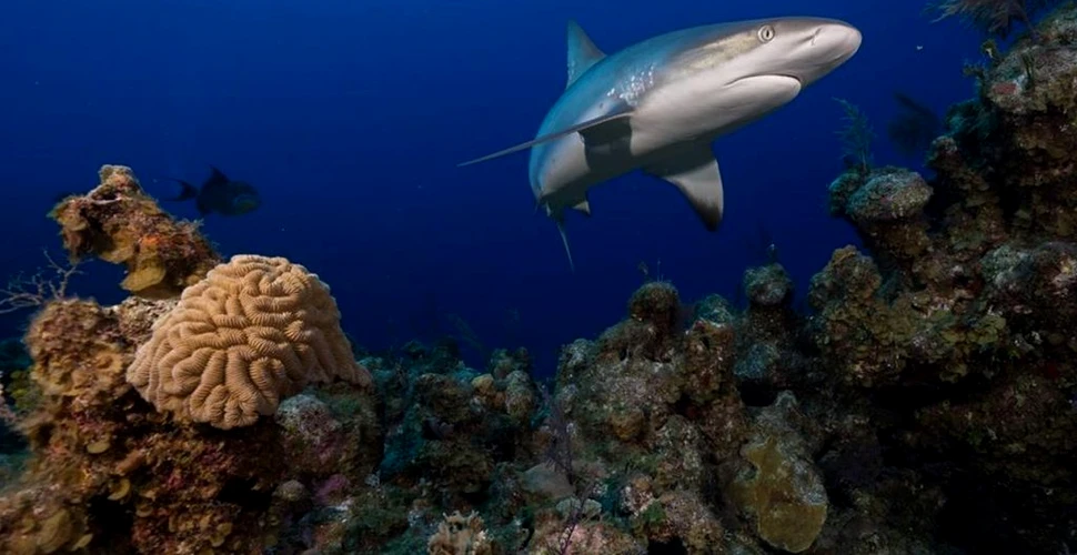 Rechinii au ajuns la stadiul de „dispariție funcțională” în 19% dintre recifele din oceanele lumii