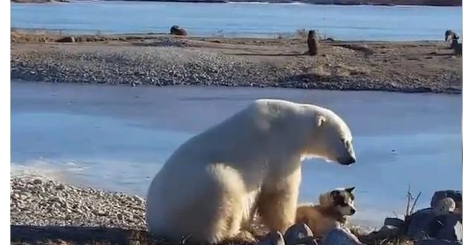 O mângâiere a fost de ajuns. Dovada că un urs polar şi un câine ne pot da o lecţie de viaţă. VIDEO