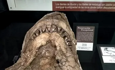 A fost descoperită o fosilă veche de 9 milioane de ani a unui strămoș colosal al Marelui Rechin Alb