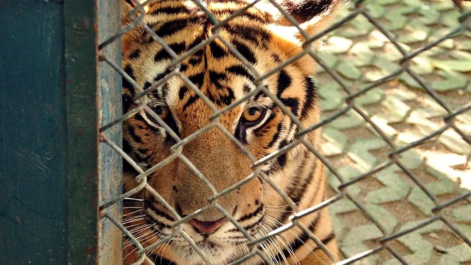 Campanie de interzicere a exploatării animalelor sălbatice în circuri după ce 11 animale de la Circul Globus au murit în urma unui incendiu