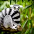 Speciile din Madagascar, aflate pe cale de dispariție, ar avea nevoie de 23 de milioane de ani ca să evolueze din nou