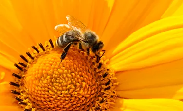 Albinele reuşesc să identifice florile prin intermediul mirosului