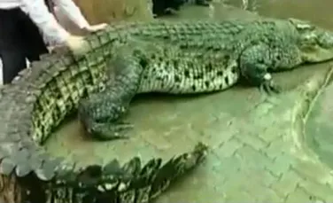 Cel mai mare crocodil (captiv) din lume (VIDEO)