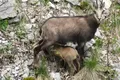 Imagini inedite cu un ieduț de capră neagră, surprins la alăptat în Parcul Natural Bucegi