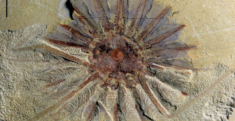 Descoperirea unui monstru marin cu 18 tentacule rezolvă o enigmă veche