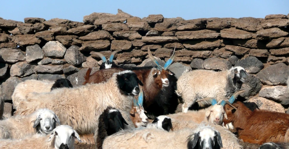 Fenomenul „dzud” a cauzat moartea a peste un milion de animale în acest an