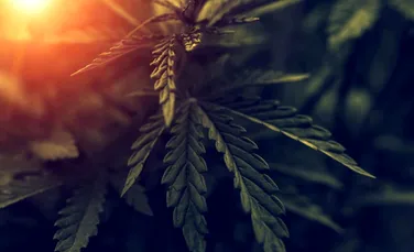 De ce canabisul îți face creierul să „uite” să salveze informația?