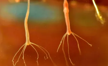 O creatură nemuritoare poate crea o formă de cancer contagioasă