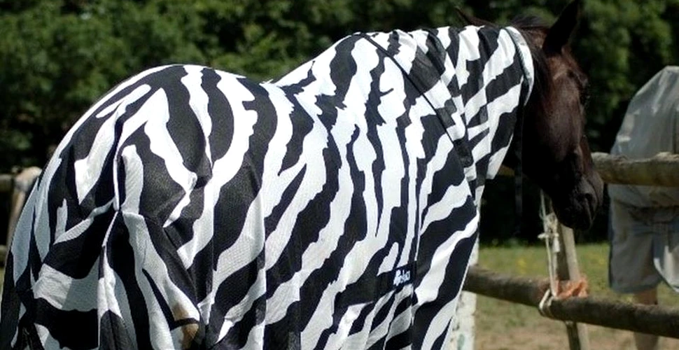 Cercetătorii au îmbrăcat caii în costume pentru a afla de ce au zebrele dungi