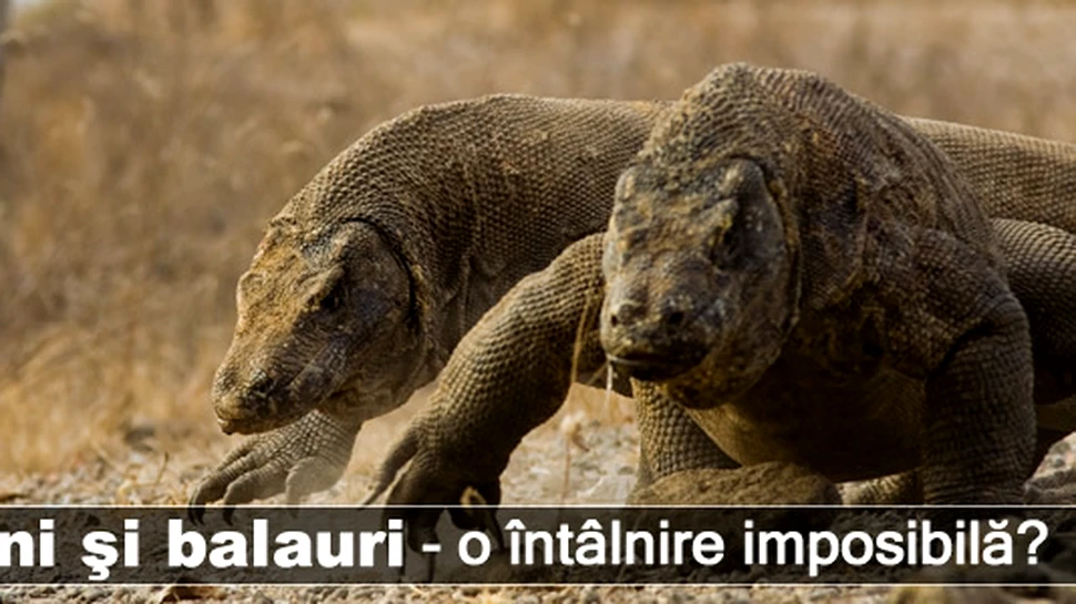 Oameni şi balauri – o întâlnire improbabilă?