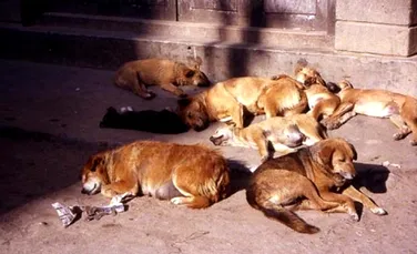 Primăria din Bishkek va împuşca 10 000 de câini maidanezi