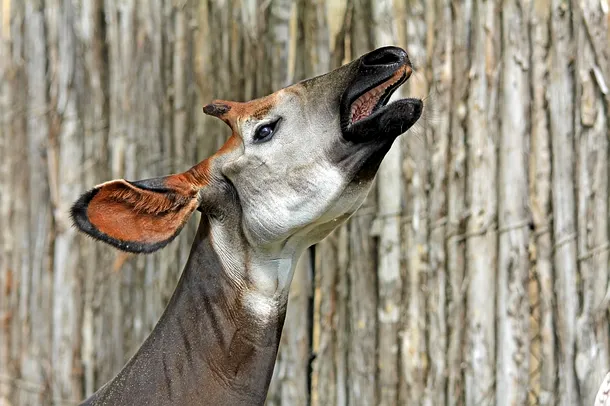 Masculul de okapi are două coarne care văzute din lateral pot şi de la distanţă mare pot crea impresia unui singur corn