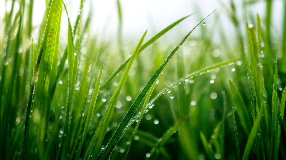 Test de cultură generală. De ce iarba este verde?