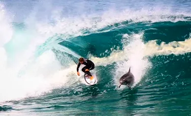 Acest surfer a avut parte de o surpriză pe cinste. Un înotător sălbatic i s-a alăturat – VIDEO