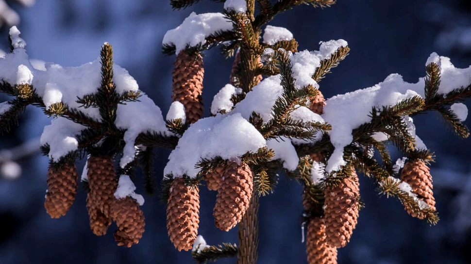 Meteorologii au anunțat cum va fi vremea până la sfârșitul anului