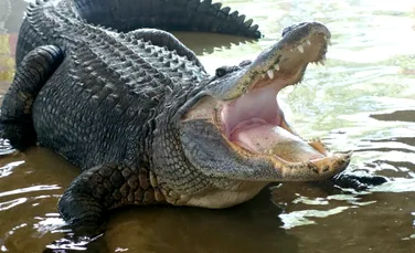 A murit cel mai mare crocodil din lume aflat în captivitate