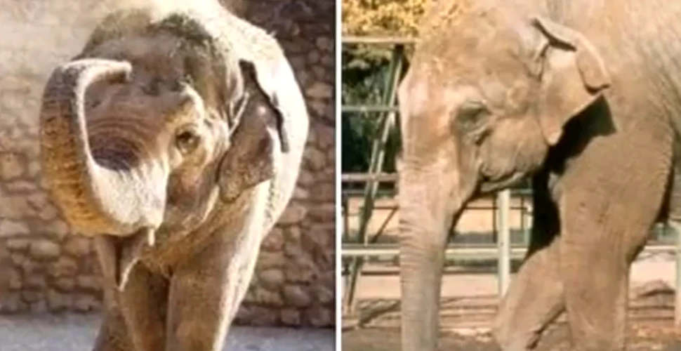 După 43 de ani petrecuţi în singurătate, ”cel mai trist elefant din lume” a murit aşa cum a trăit – VIDEO