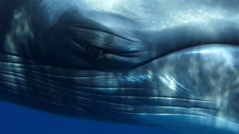 Salvati gigantii oceanelor! (FOTO)