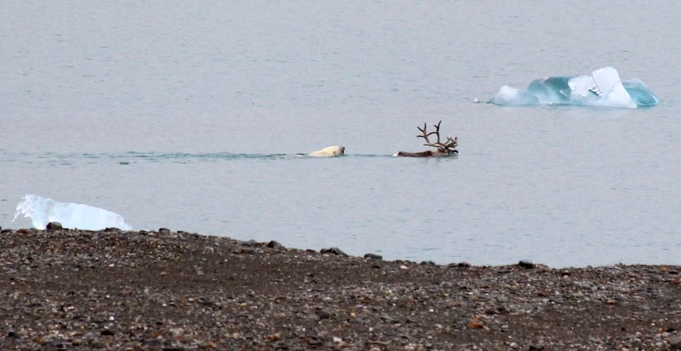 Dieta urșilor polari, sub semnul întrebării după imagini fără precedent cu un urs polar care vânează un ren
