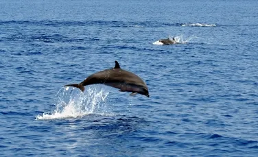 Activiştii critică Indonezia pentru planurile de eliberare a delfinilor din captivitate
