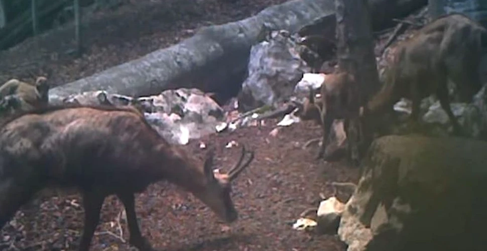 Imagini inedite cu iezi de capră neagră care se joacă într-o pădure din Munții Căpățânii