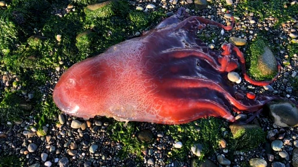 O misterioasă creatură „roșie” cu multe brațe, descoperită eșuată pe o plajă. Despre ce specie ar fi vorba