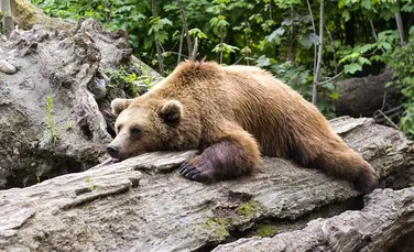 Complex pentru urşii ”problemă”, unde puii să fie hrăniţi din drone