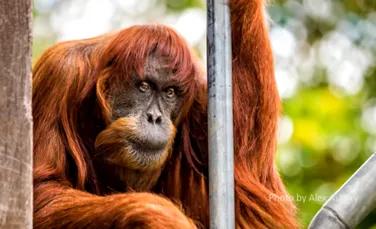 Cel mai bătrân urangutan de Sumatra din lume a murit, la vârsta de 62 de ani