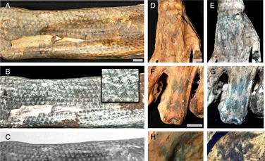 Tatuaje uluitoare au fost descoperite pe mumii peruviane de acum 1.200 de ani