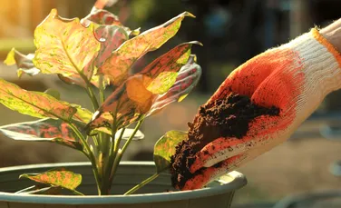 Este bine sau nu să punem zațul de cafea în ghivecele florilor?