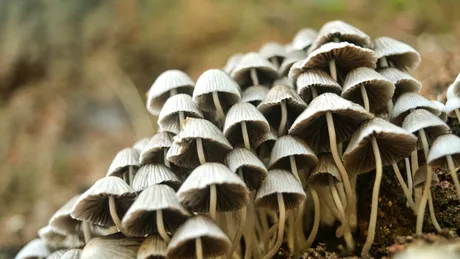 Un start-up olandez a creat sicriul biodegradabil din ciuperci