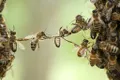 Imagini cu o „albină vrăjitoare”, surprinse în emisiunea „Wild Isles” cu David Attenborough