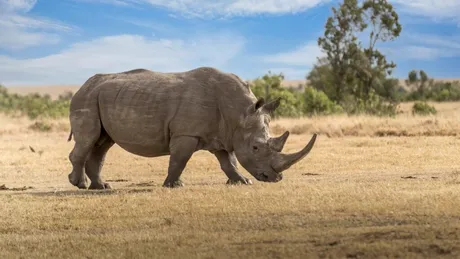 Recuperarea unor fragmente de proteine ​​vechi de 24 de milioane de ani de la animale dispărute deschide un „nou capitol” al biologiei