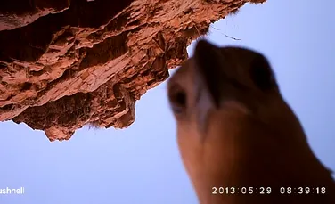 Cleptomanul din lumea animalelor: un vultur de mare fură o cameră video şi se filmează (VIDEO)