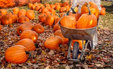 De ce dovlecii pot crește atât de mult, dar nu și alte fructe?