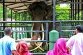 Un elefant thailandez se întoarce acasă după mai bine de 20 de ani