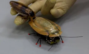 Cercetătorii ruşi au dezvoltat un gândac robot capabil să se deplaseze cu 30 cm/s. Armata a comandat o versiune specială