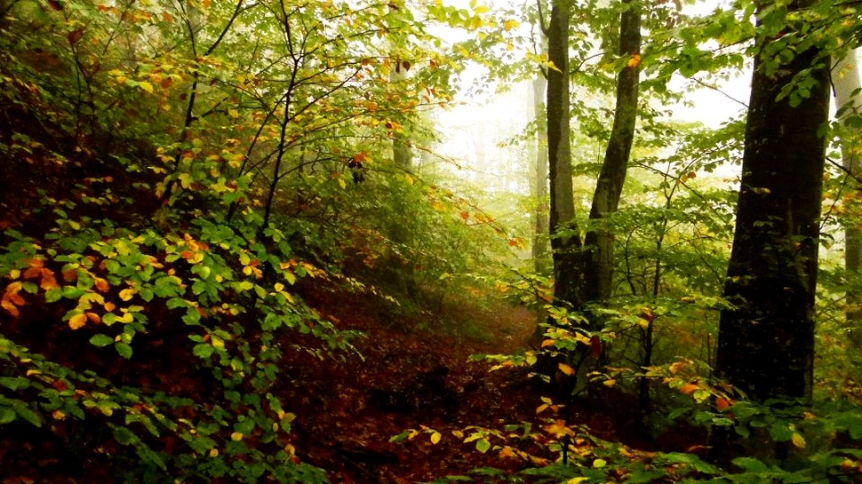 Aproape 4.000 de hectare de păduri virgine şi cvasivirgine noi, descoperite în România