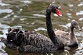 Lebedele negre ar putea fi șterse de pe fața Pământului de un singur virus